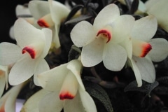 Den. cuthbertsonii