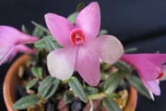 Den. cuthbertsonii