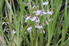 Sigmatalix radicans