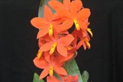 Prosthechea "Moiwa"