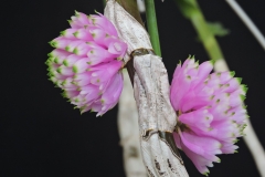 Den. purpureum " Darkcheryball"