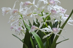 C. purpurata (清水さん株)