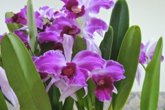 C. purpurata fma. flamea ‘Evelyn’ (清水さん株)