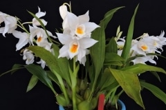 Coelogyne mooreana