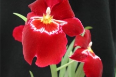 miltonia1